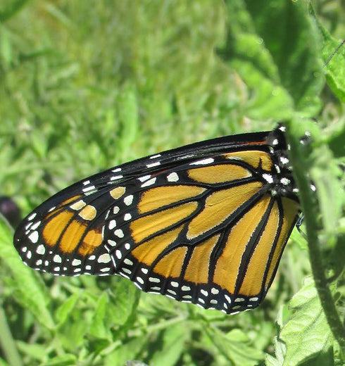 Common Milkweed